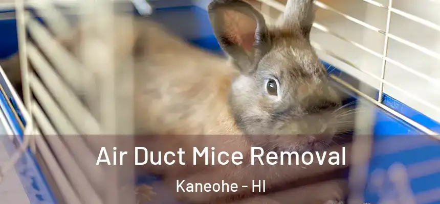 Air Duct Mice Removal Kaneohe - HI