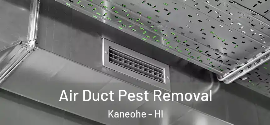 Air Duct Pest Removal Kaneohe - HI