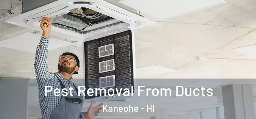 Pest Removal From Ducts Kaneohe - HI